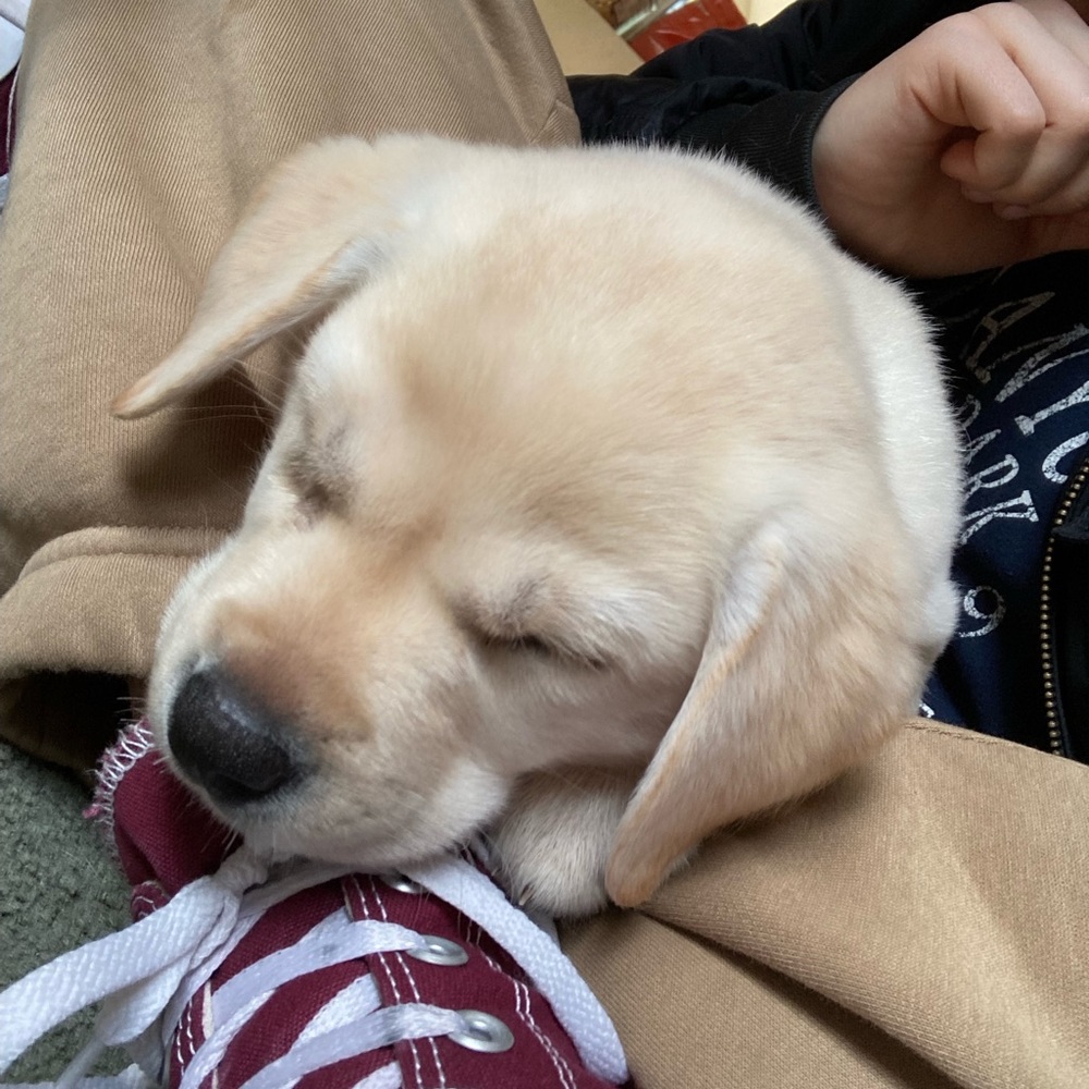 Meet your Posher, Levi